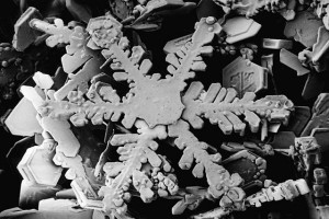 micrograph of snowflake